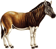 This is a Quagga.